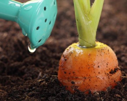 Come nutrire correttamente le carote per la crescita in campo aperto con rimedi popolari