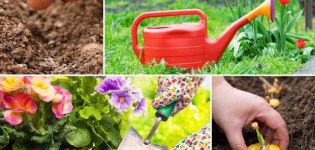 Σεληνιακό ημερολόγιο σποράς των φυτεύσεων του κηπουρού για τον Ιούλιο του 2020