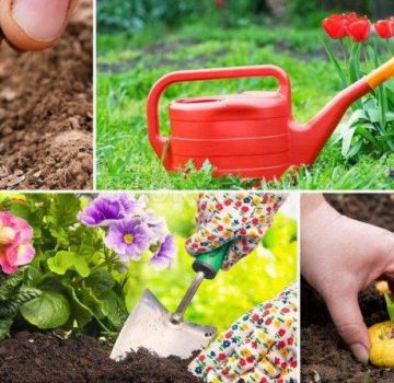 Kalendar sadnje vrtlarstva za vrtlar za srpanj 2020