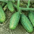 Beschrijving van de variëteit aan komkommers Farmer, kenmerken van teelt en opbrengst