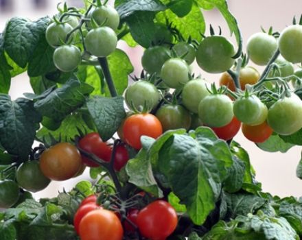 Kenmerken en beschrijving van de tomatenvariëteit Minibel, de opbrengst
