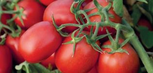 Monti F1 domates çeşidinin tanımı ve özellikleri