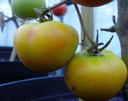 Características y descripción del tomate variedad Jirafa