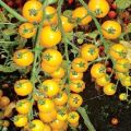 Dzeltenā ķirša (zeltainā) tomātu šķirnes raksturojums un apraksts