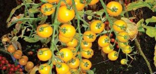 Characteristics and description of the tomato variety Yellow Cherry (golden)