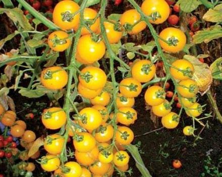 Charakterystyka i opis odmiany pomidora Yellow Cherry (złota)