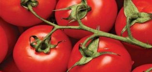 Dar Zavolzhya domates çeşidinin özellikleri ve tanımı