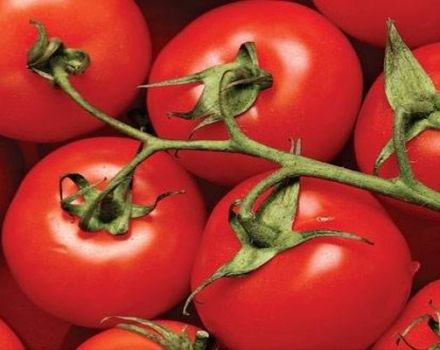Dar Zavolzhya domates çeşidinin özellikleri ve tanımı