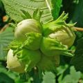 Planting, growing and caring for hazelnuts in the open field, variety selection and reproduction