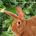 Is het mogelijk en hoe kun je peterselie en dille op de juiste manier aan konijnen geven, mogelijk schade