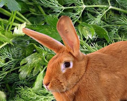Est-il possible et comment donner correctement du persil et de l'aneth aux lapins, dommage possible