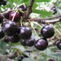 Antracito vyšnių veislės ir derlingumo savybių aprašymas, auginimas ir priežiūra