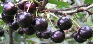 Az antracit cseresznyefajta és termésjellemzőinek leírása, termesztése és gondozása