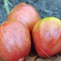 Beschreibung und Eigenschaften von Lianensorten von Tomaten