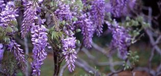 A wisteria ültetése, termesztése és gondozása a szabadban, a szaporítás módja
