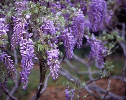 Φύτευση, καλλιέργεια και φροντίδα της wisteria στο ανοιχτό χωράφι, πώς να διαδώσει