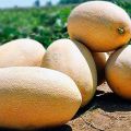 Descrizione della varietà di melone Gulabi, coltivazione e cura, regole di selezione