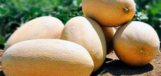 Descrizione della varietà di melone Gulyabi, coltivazione e cura, regole di selezione