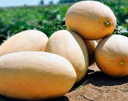 Beskrivning av Gulabi melonvariet, odling och vård, urvalsregler