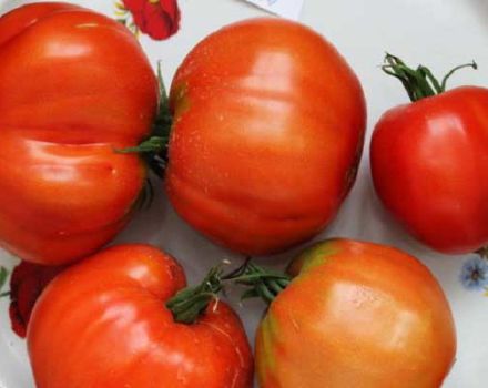 Beskrivelse af tomatsorten Vovchik, egenskaber ved dyrkning og udbytte