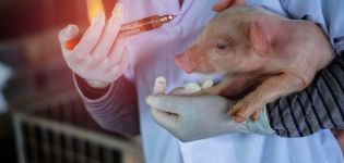 ما التطعيمات التي تعطى للخنازير ، وقواعد التطعيم والجدول الزمني