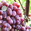 Descrizione e caratteristiche dell'uva Victor, pro e contro, coltivazione