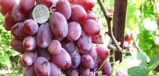 Beskrivelse og egenskaber ved Victor-druer, fordele og ulemper, dyrkning