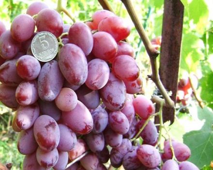Viktoro vynuogių aprašymas ir savybės, privalumai ir trūkumai, auginimas