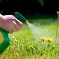How to get rid of weeds on the lawn with selective and continuous herbicides