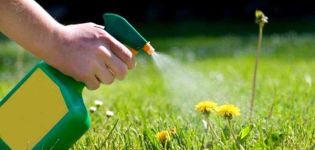 Cómo deshacerse de las malas hierbas en el césped con herbicidas selectivos y continuos
