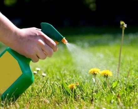 كيفية التخلص من الحشائش على العشب بمبيدات الأعشاب الانتقائية والمستمرة