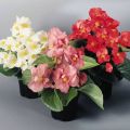 25 types and varieties of begonias with descriptions and characteristics