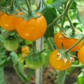 Dzelteno un oranžo tomātu labāko šķirņu apraksts