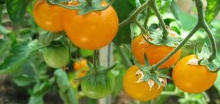 Mô tả các giống cà chua vàng và cam ngon nhất