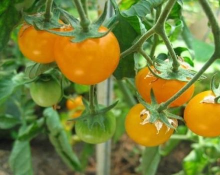 Descripción de las mejores variedades de tomates amarillos y naranjas.