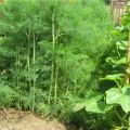 How to grow and care for dill in the open field, how many days it will take