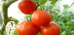 وصف صنف الطماطم فلاديمير F1 وخصائصه وزراعته