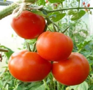 Description of the tomato variety Vladimir F1, its characteristics and cultivation