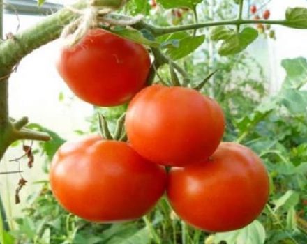 Opis odmiany pomidora Vladimir F1, jej właściwości i uprawa