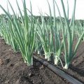 Description of herbicides for onion treatment and instructions for use against weeds