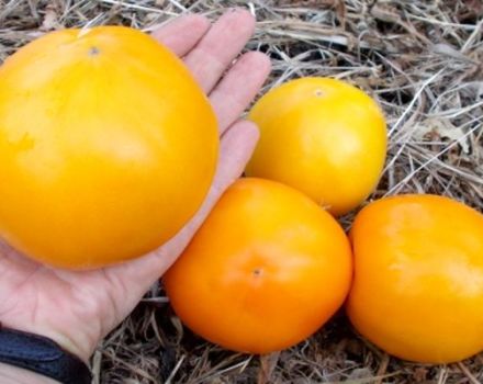 Citrininių milžiniškų pomidorų veislės savybės ir apibūdinimas, derlius