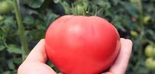 Tomaattilajikekuvaus Altai-vaaleanpunainen, sato