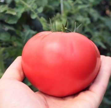 Descripción de la variedad de tomates Altai rosa, rendimiento.