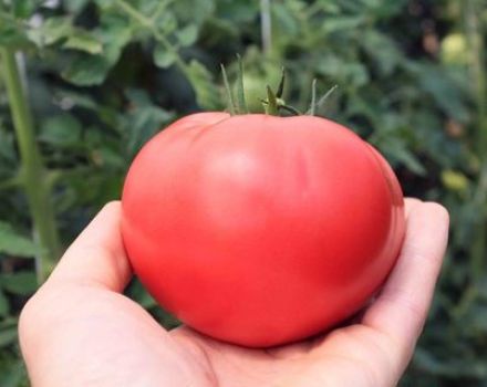 Beskrivelse af variationen af ​​tomater Altai pink, udbytte