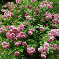 Descrizione di una rosa rampicante della varietà Jasmine, regole di piantagione e cura