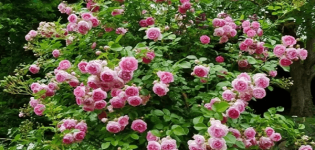 Jasmine veislės vijoklinės rožės aprašymas, sodinimo ir priežiūros taisyklės
