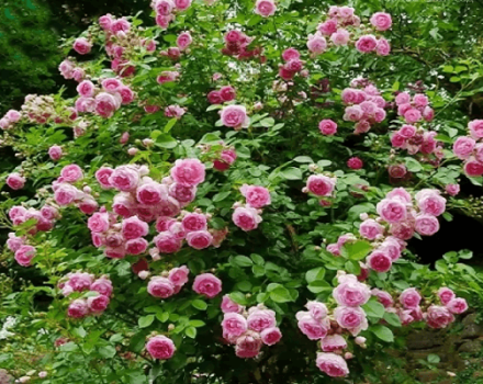 Descrizione di una rosa rampicante della varietà Jasmine, regole di piantagione e cura