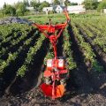 Как правилно да разпръсквате картофи с моторен трактор и култиватор