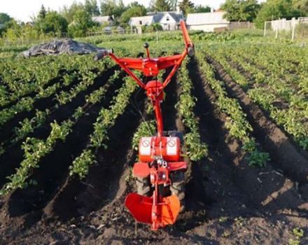 Cómo esparcir papas correctamente con un tractor y un cultivador