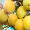 Kuvaus Amber-omenalajikkeesta ja sen lajikkeista, eduista ja haitoista